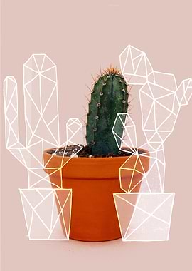 Pink cactus