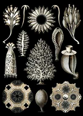 Haeckel Calcispongiae