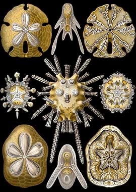 Haeckel Echinidea