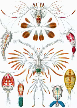 Haeckel Copepoda