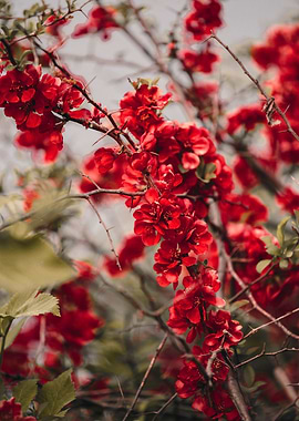 Luxurious red quince bloom