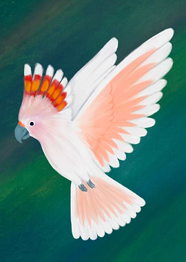 Major Mitchell Cockatoo