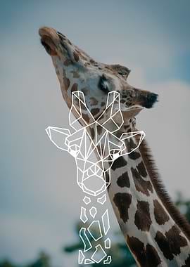 Reaching giraffe