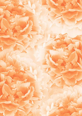 Orange Peonies Dream 1