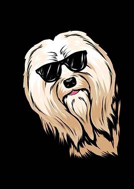 Havanese Dog Sunglasses