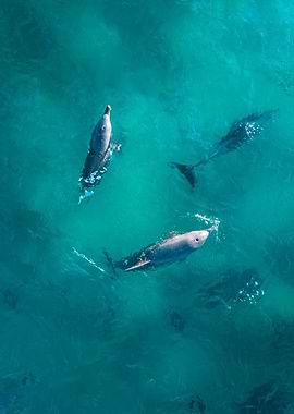 Dolphins from above