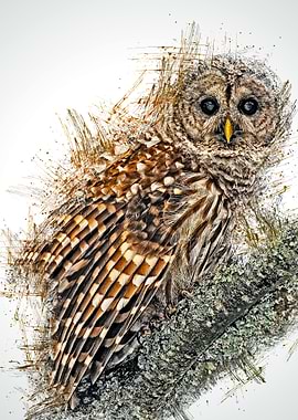 owl 19
