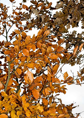 Autumn leaves macro prints