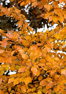 Autumn leaves macro prints