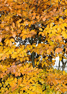 Autumn leaves macro prints