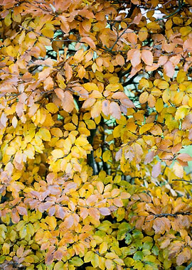 Autumn leaves macro prints