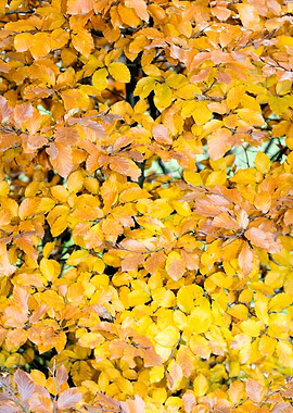 Autumn leaves macro prints