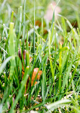Grass leafs macro prints