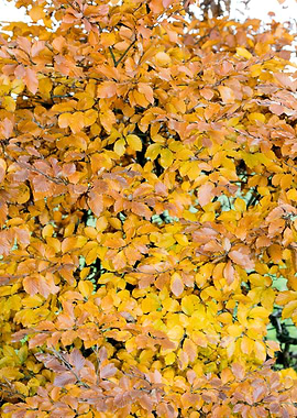 Autumn leaves macro prints