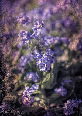 forget me not