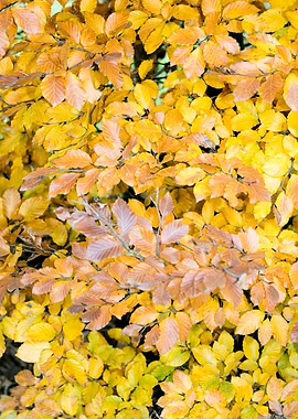 Autumn leaves macro prints
