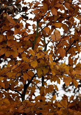 Autumn leaves macro prints