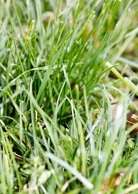 Grass leafs macro prints