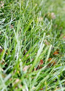 Grass leafs macro prints