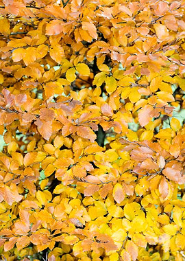 Autumn leaves macro prints