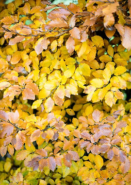 Autumn leaves macro prints