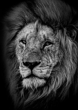 wild lion head poster