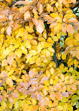 Autumn leaves macro prints
