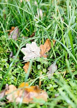 Grass leafs macro prints