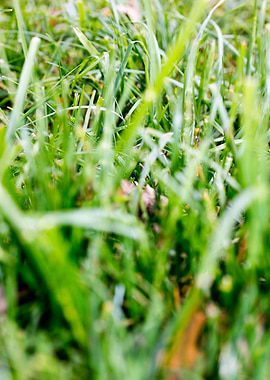 Grass leafs macro prints