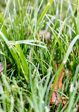 Grass leafs macro prints