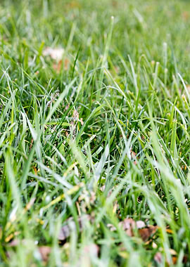Grass leafs macro prints