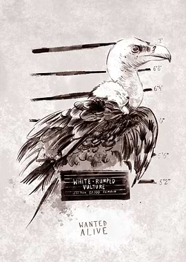 White rumped vulture