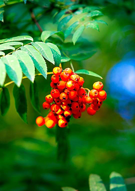 Red Ashberries Green Tree