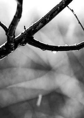 Tree Branch Autumn Rain