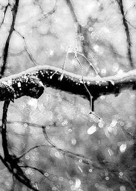 Old Linden Tree Rainy Day