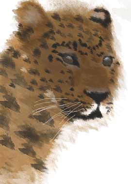 cheetah