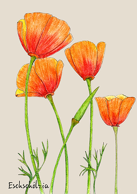 Eschscholzia californica