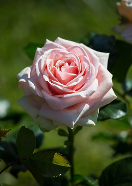 Beautiful rose