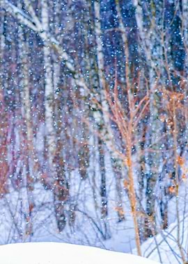 Forest Pastel Colors Right