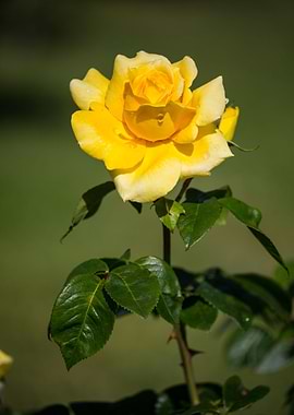 Beautiful rose