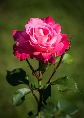 Beautiful rose