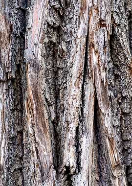 Tree Bark Of Brown Color