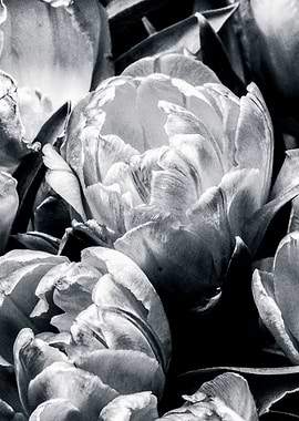 Tulip Flowers Black White