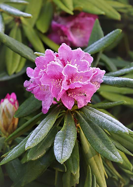 Frosty rhodrodendron