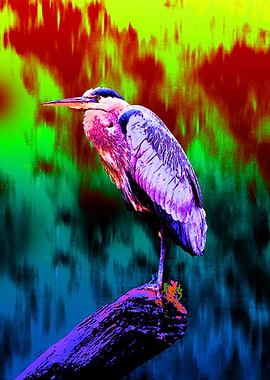 Bango Tong Tong Bird