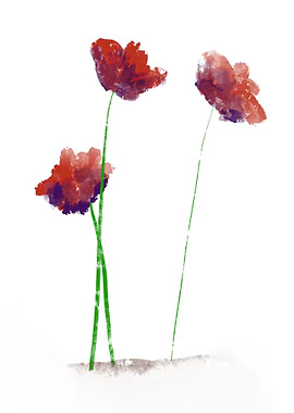 Poppies again