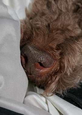 Lagotto romagnolo face