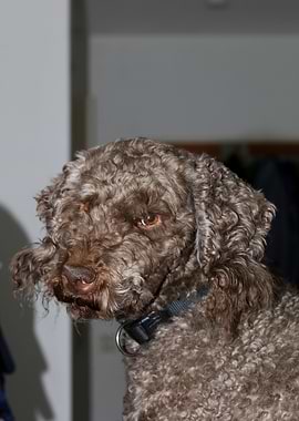 Lagotto Romagnolo nose