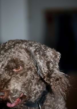 Lagotto romagnolo portrait