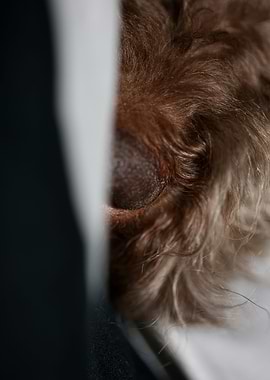 Lagotto romagnolo face